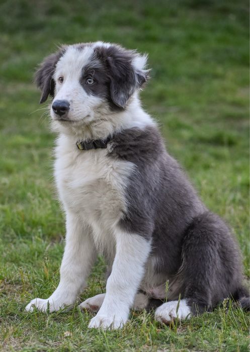 Szczenię border collie FCI
