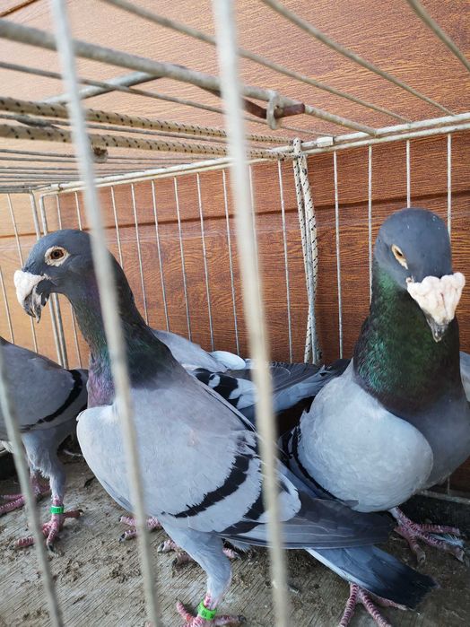 Gołebie Rzeszowskie