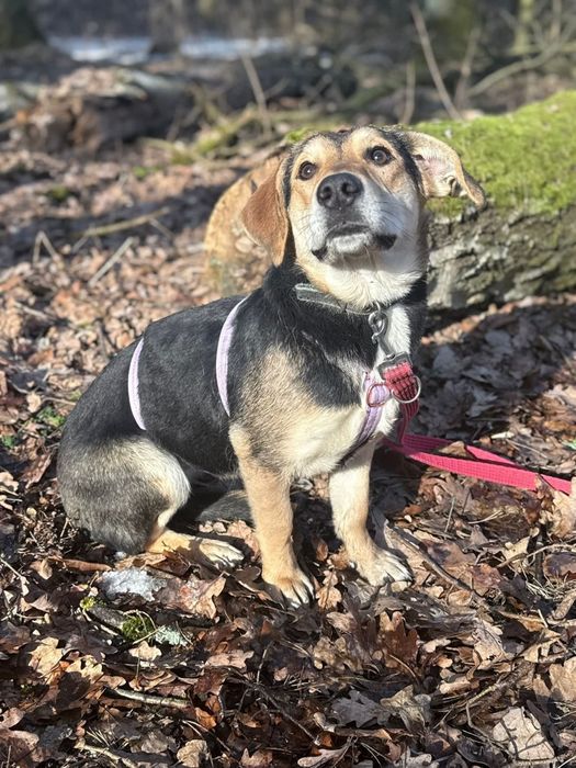 Delikatna Olza nieśmiało poleca się do adopcji