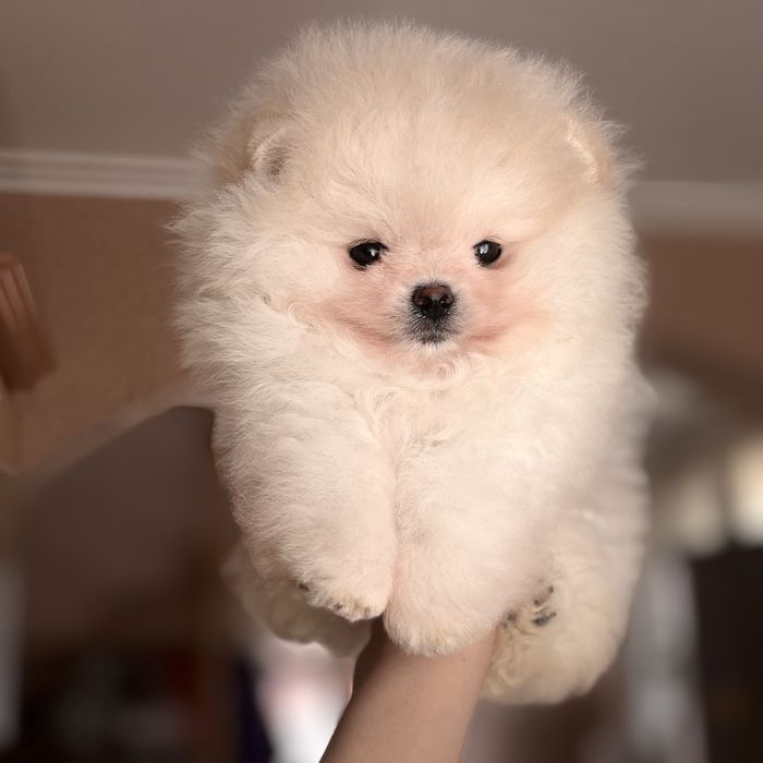 супер ведмедик шоу Классу