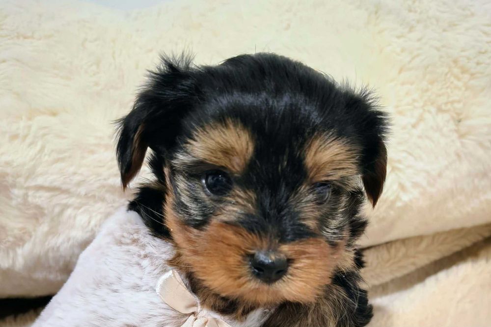 Piesek York miniaturka