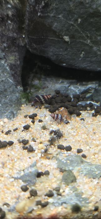 Caracol Assassino (Anetome Helena)