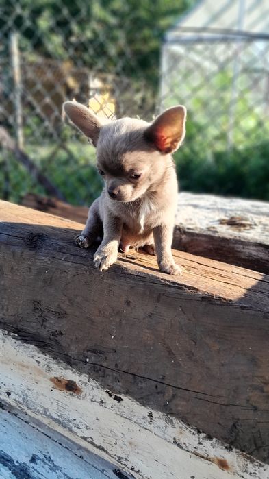 Chłopcy Chihuahua