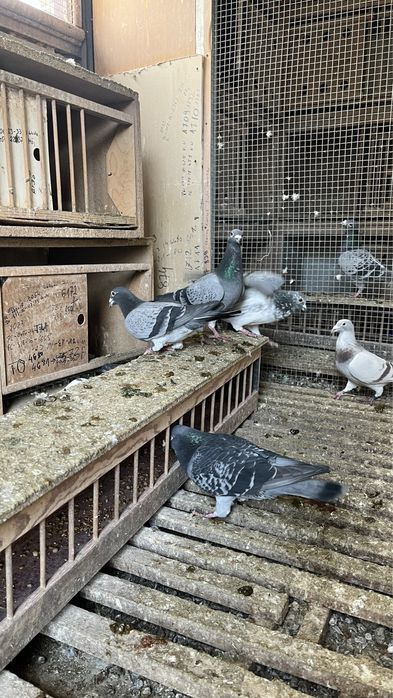 Gołębie Pocztowe Lotowe