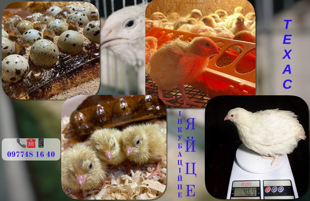 Інкубаційне яйце перепілки. Техас.