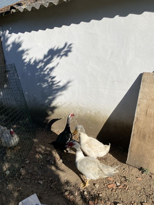 Patos mudos
