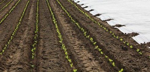 Agrowłóknina, włóknina P-23 4,8 x 100 Promocja