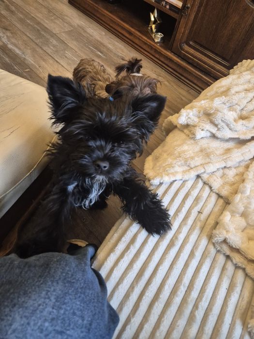 Sprzedam yorka black 8