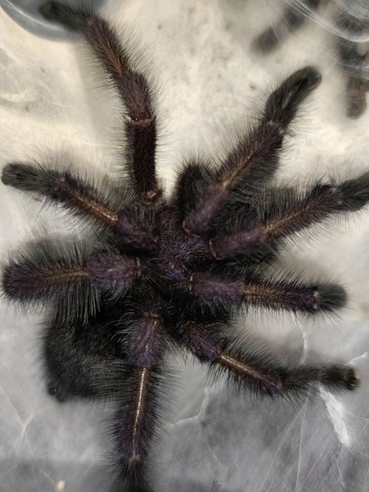 Avicularia purpurea Samiec świeży