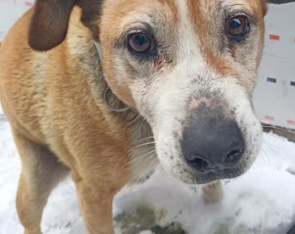 Starsza, miła suczka OLGA szuka nowego domku!