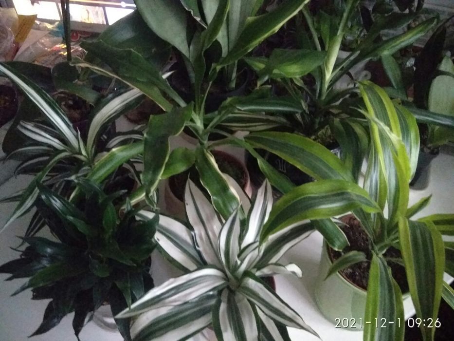 Драцена сортовая