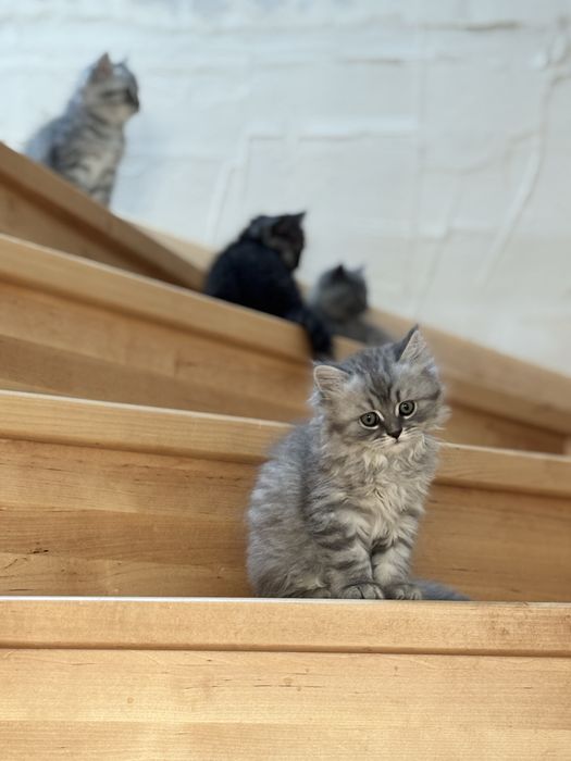 Kocurek i koteczka brytyjskie