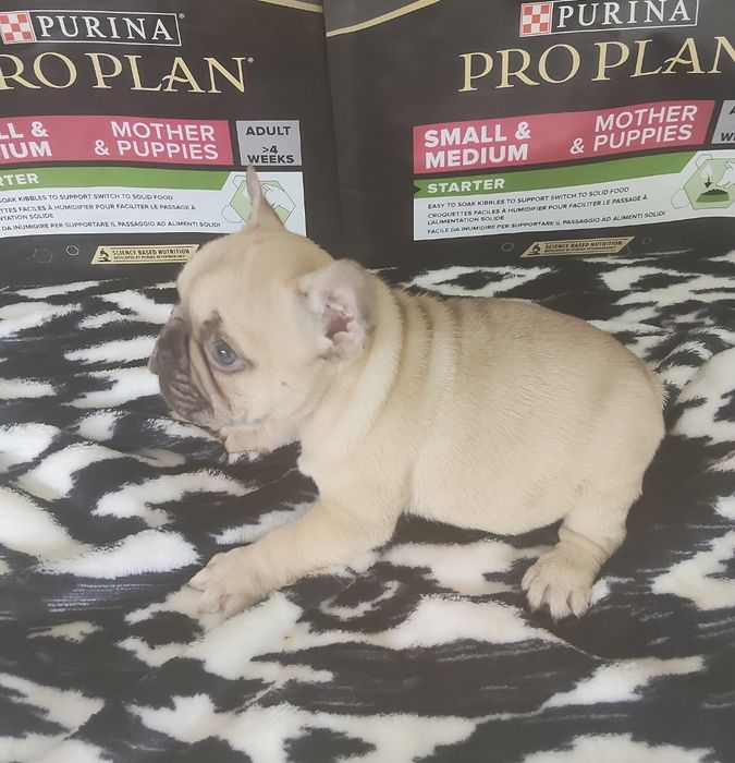 Bulldog Francês Lilac Fawn