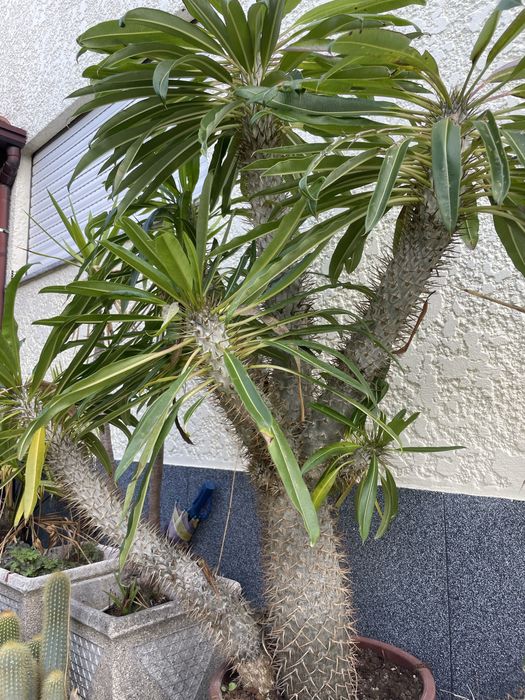 Palmeira de Madagáscar – Planta Exótica em Vaso