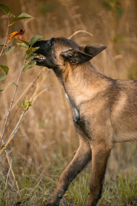 Бельгийская овчарка малинуа