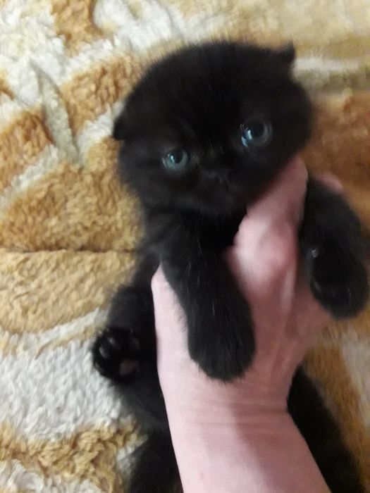 Продаются котята