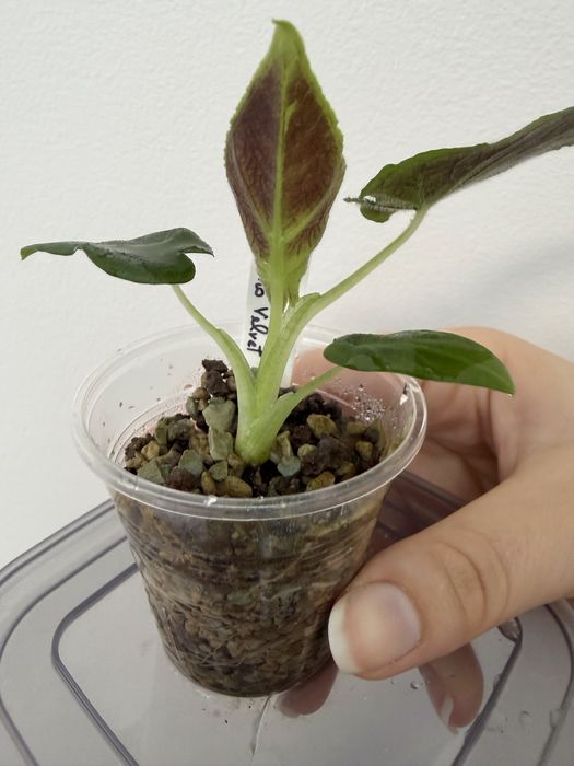 Alocasia Antoro Velvet