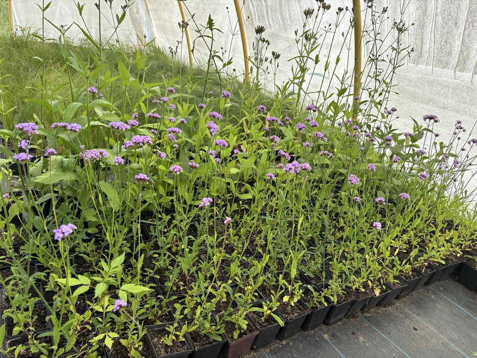 Werbena patagonska niska lollipop