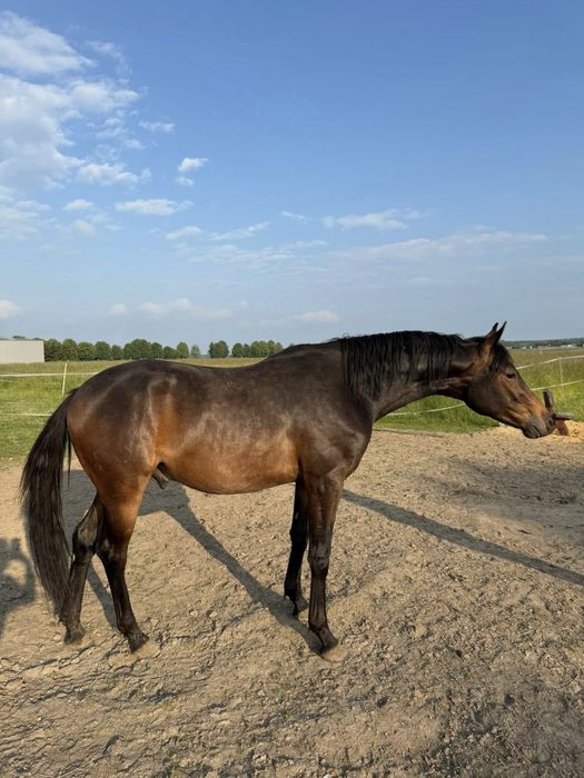 Małopolak Ogier koń małopolski 3 letni