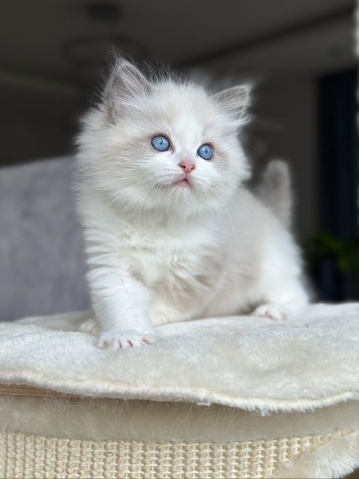 Kocurek ragdoll hodowlano wystawowy FPL