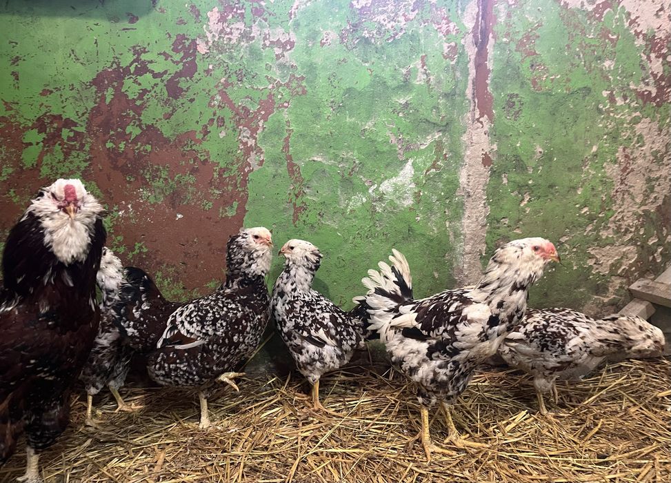 NOWOŚĆ kury Orłowskie jaja lęgowe