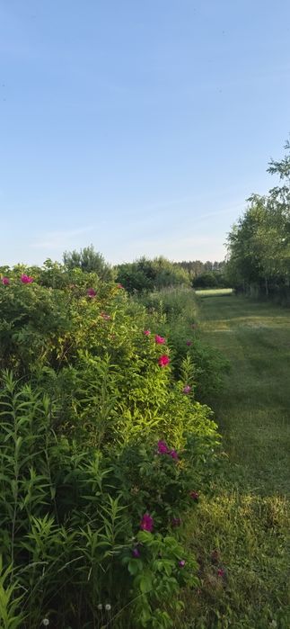 Działka budowlana 1467 m² | Warunki zabudowy | Ciućkowo | Bezpośrednio od właściciela