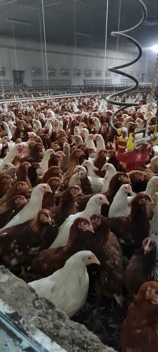 Kury nioski Rosa1 młode z jajkiem.Kurki z dowozem Gratis. FERMA DROBIU