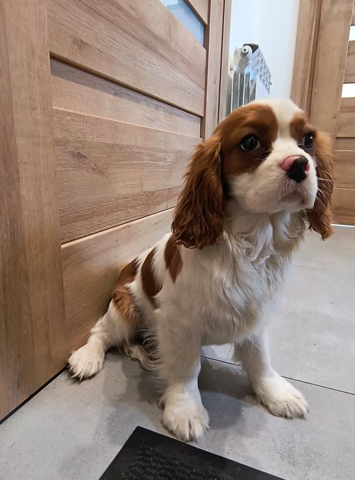 Cavalier King Charles Spaniel
