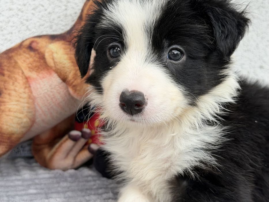 Piesek Border Collie