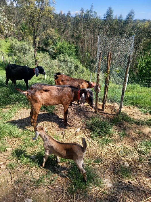 Cabras anglonobianas