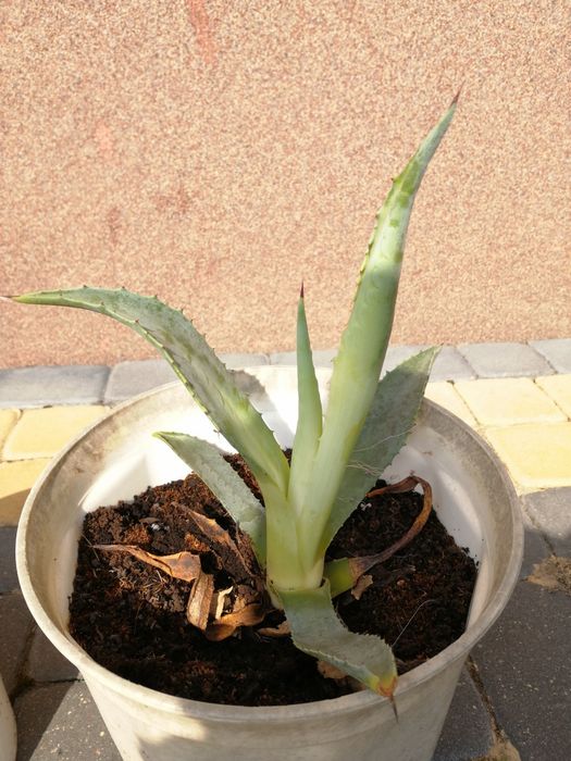 Agawa sadzonki 28cm