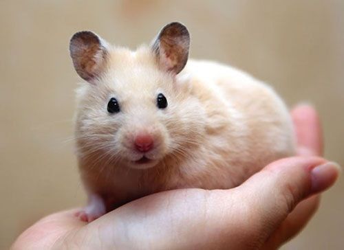 Королевские хомячки. Хом'ячки. На письменные сообщения не отвечаю.