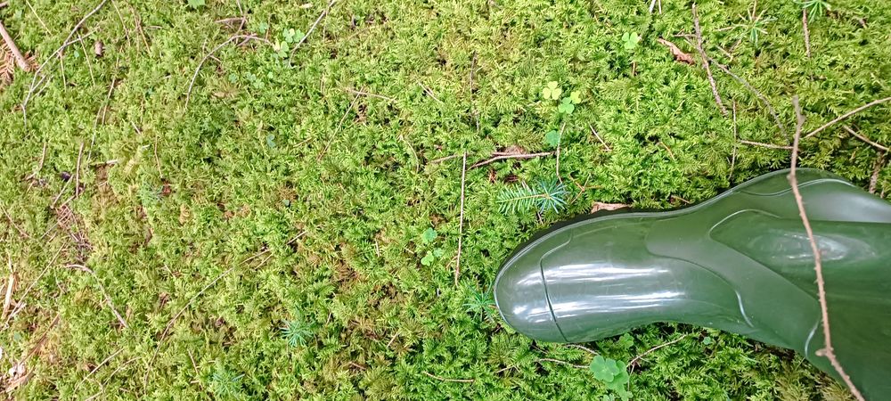 Живий, свіжий лісовий мох для равликів,черепах,домашніх тварин,для дек