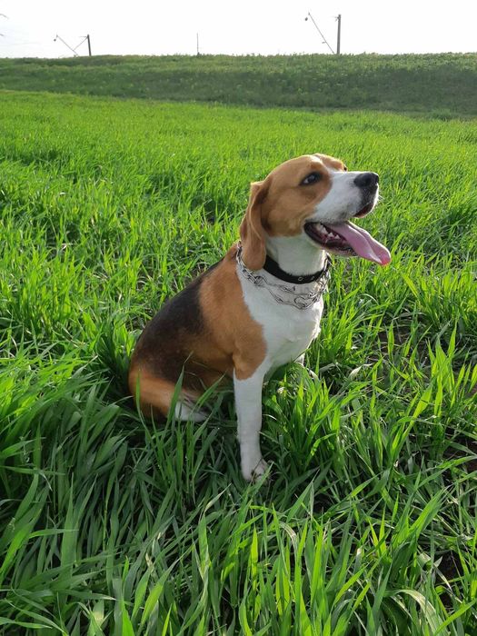 Вязка бигль мальчик