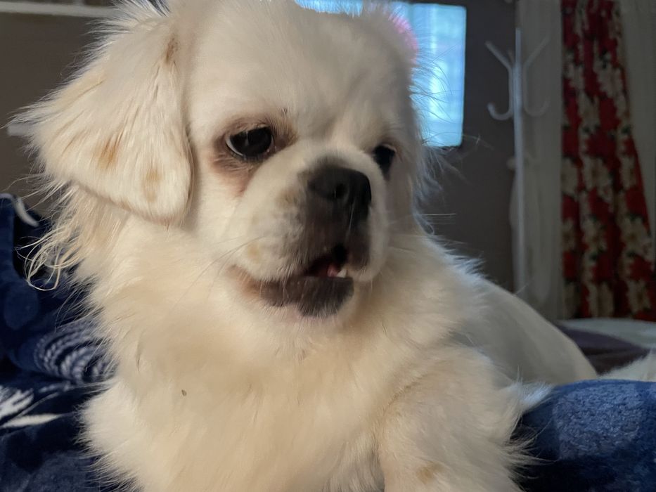 Cadela cruzada de Pequines