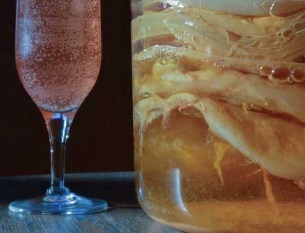 Kombucha 10 cm – grzybek SCOBY + płyn startowy + ściereczka + ulotka