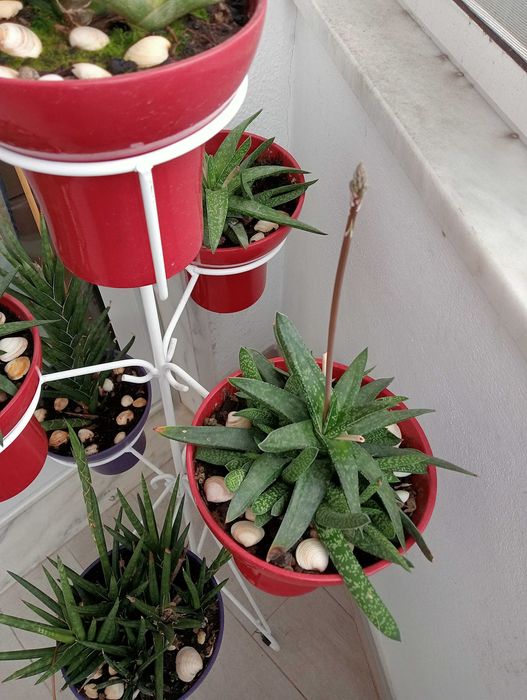 Plantas naturais