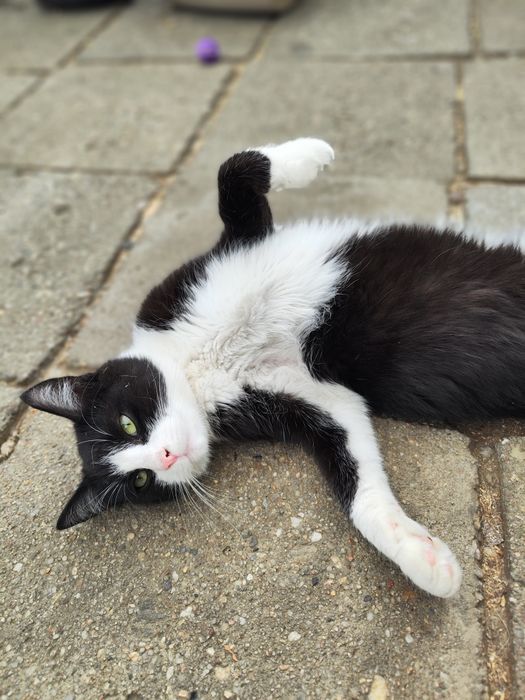 Niesamowity, przyjazny roczny kocurek do adopcji
