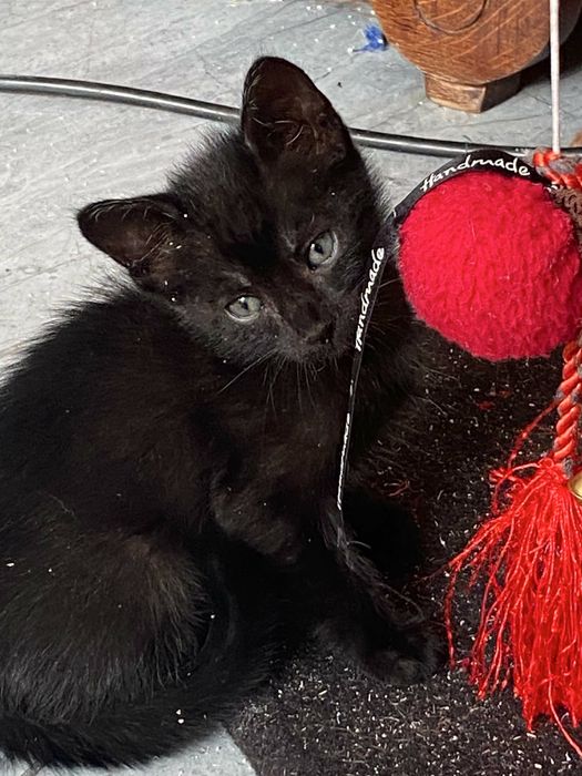 Três gatas para adoção