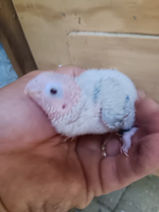 pyrrhuras pineapple