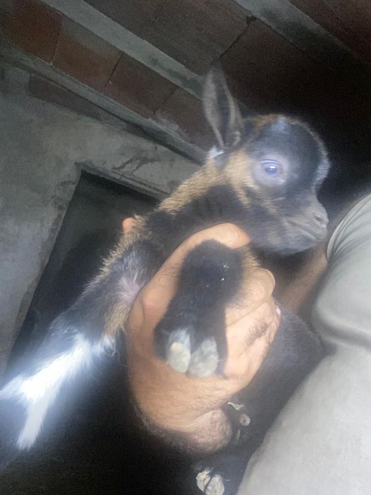Cabra Ana com cria macho