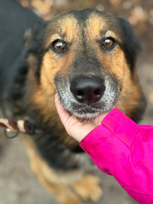 Spokojny Hipek szuka domu!