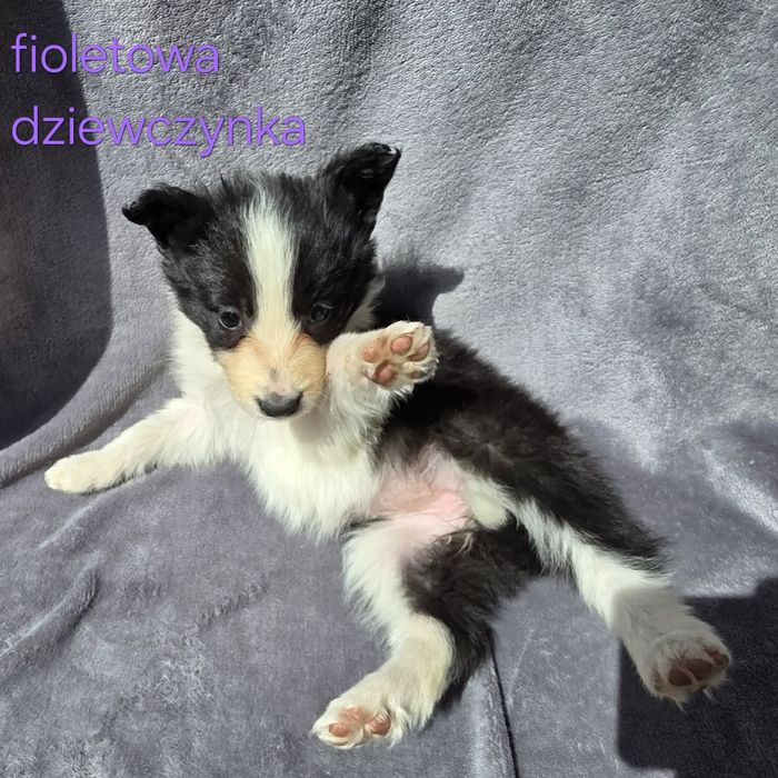 Piesek border collie biało-czarny/ blue merle z rodowodem