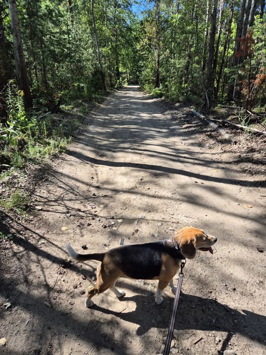 Oddam suczkę rasy beagle