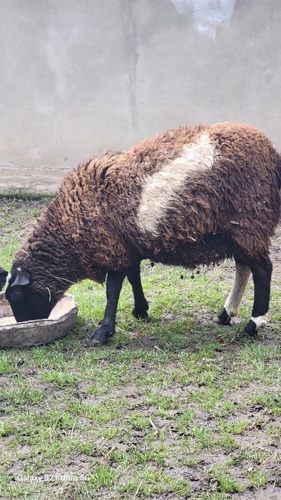 дорпер з романівською овечки