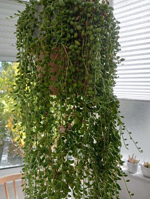 Planta natural, colar-de-pérolas, cordão-de-ervilhas e rosário