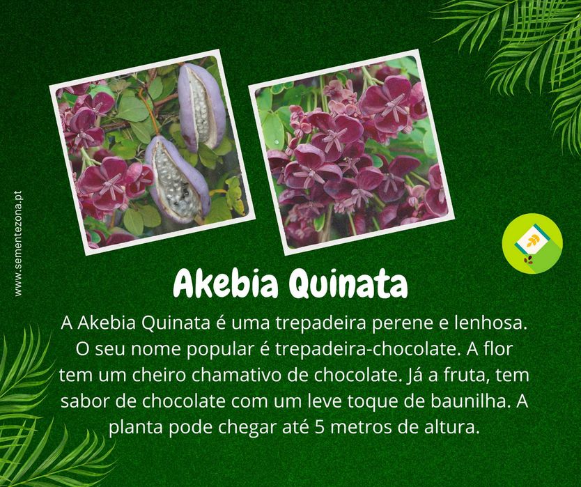 3 Sementes de Trepadeira Chocolate - Akebia quinata - rara
