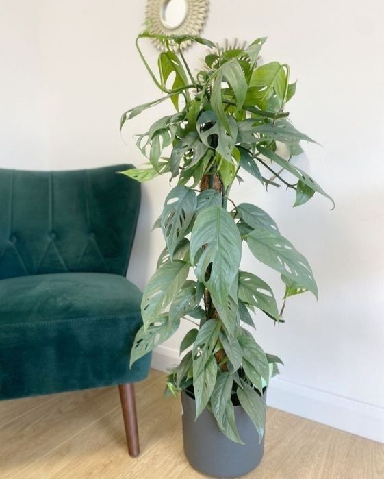 Епіпремнум (Монстера) 'Cebu Blue'