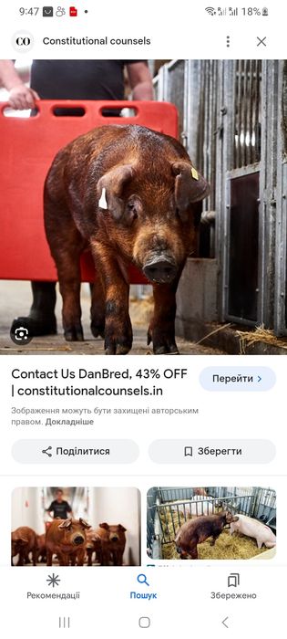 Свині на племя чистопородні