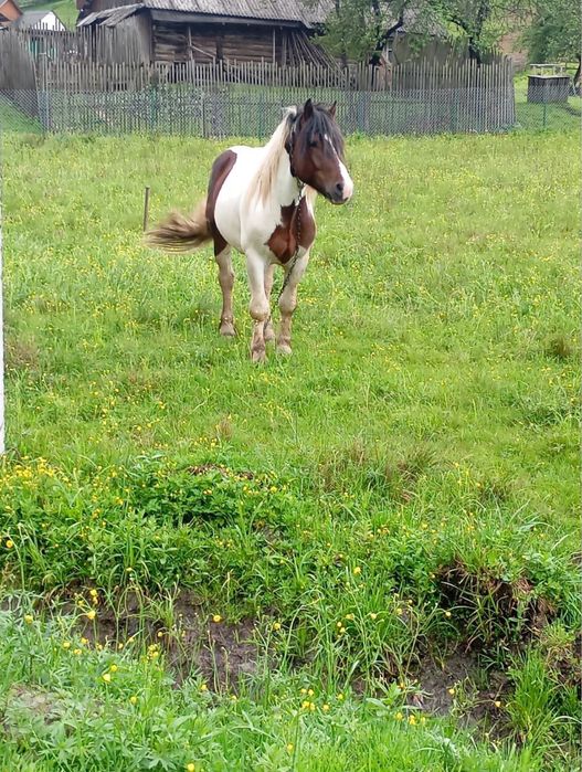 Продам __коня___